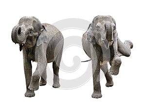 Elephants on an isolated white background