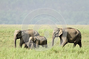 Elephants in Jim Corbett grassland photo