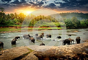 Elephants in jungle photo