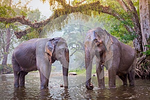 The elephants in Kanjanaburi, Thailand.
