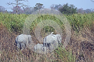 Elephants at Kaziranga photo