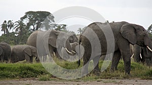 elephants of kenya