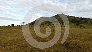 Elephants in kenya