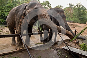 Elephants at Khao Kheo Zoo, National Park of Thailand