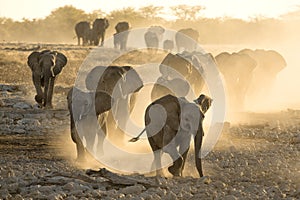 Elephants kick up dust on way to a water hole.