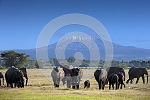Elephants in Kilimanjaro National Park photo