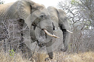 Elephants, Kruger National Park