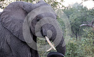 Elephants in Kruger National Park