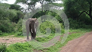 Elephants, Lake Manyara