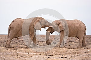 Elefanti innamorato 
