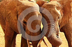 Elephants love