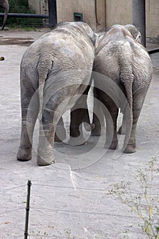 Elephants in Love photo