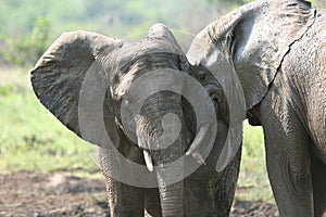 Elephants in love photo