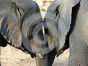 Elephants' love