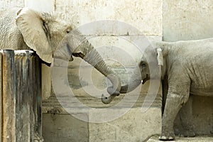 Elephants' Love