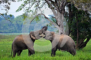 Elephants in love, Sri Lanka