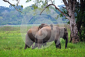 Elephants in love, Sri Lanka