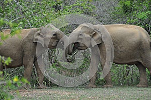 Elephants in love in Yala National Park, Sri Lanka