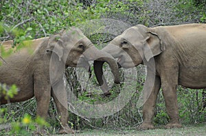 Elephants in love in Yala National Park, Sri Lanka