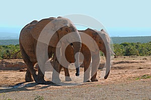 Elephants (Loxodonta africana)