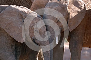 Elephants (Loxodonta africana)