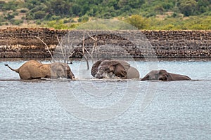 Elephants  Loxodonta Africana playing in the water, Pilanesberg National Park, South Africa.