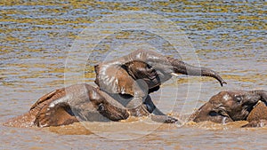 Elephants  Loxodonta Africana playing in the water, Pilanesberg National Park, South Africa.