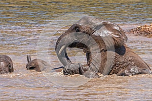 Elephants  Loxodonta Africana playing in the water, Pilanesberg National Park, South Africa.