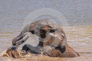 Elephants  Loxodonta Africana playing in the water, Pilanesberg National Park, South Africa.