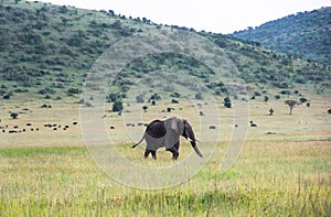 Elephants in Maasai Mara, Kenya