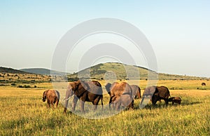 Elephants in Maasai Mara, Kenya