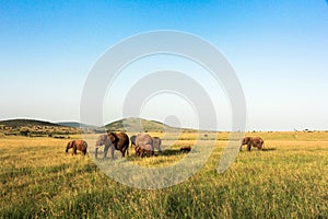 Elephants in Maasai Mara, Kenya