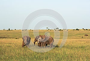 Elephants in Maasai Mara, Kenya