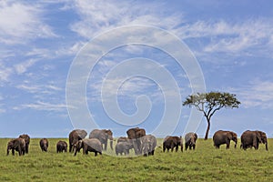 Elephants in Maasai Mara, Kenya, Africa