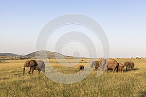 Elephants in Maasai Mara Park in Kenya