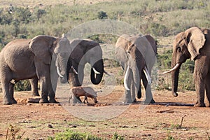 Elephants