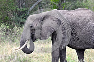 Elephants of Masai Mara 1