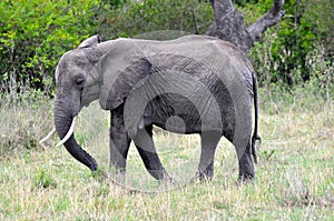 Elephants of Masai Mara 2