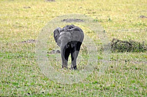 Elephants of Masai Mara 4