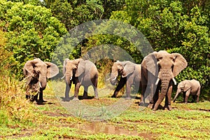 Elephants in Masai Mara