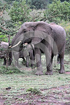 Elephants of Masai Mara 7