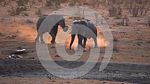 Elephants meeting in the Khaudum National Park in Namibia.