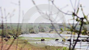 Elephants migrating from afar