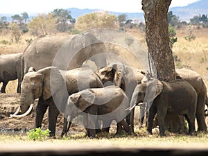 Elephants Mikumi National Park