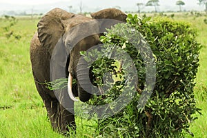 Elephants in the Mikumi National Park, Tanzania