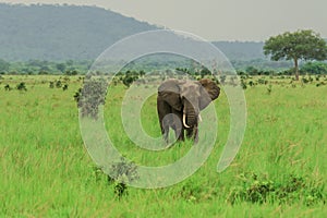 Elephants in the Mikumi National Park, Tanzania