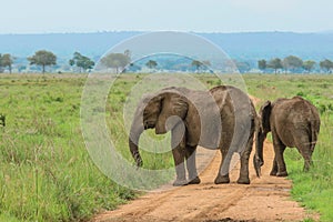 Elephants in the Mikumi National Park, Tanzania