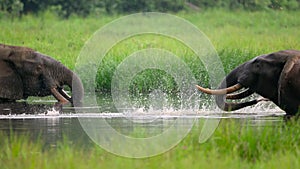 Elephants mine salts from the mud using their trunks in Mbeli Bai