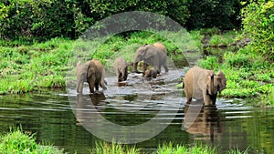 Elephants mine salts from the mud using their trunks in Mbeli Bai