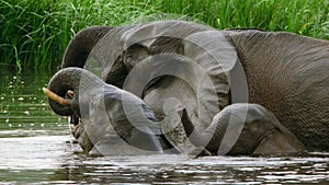 Elephants mine salts from the mud using their trunks in Mbeli Bai